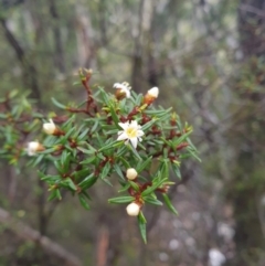 Spyridium ulicinum at Wellington Park, TAS - 1 Oct 2023 by Detritivore