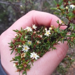 Spyridium ulicinum at Wellington Park, TAS - 1 Oct 2023 02:14 PM