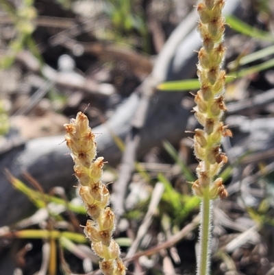 Plantago varia (Native Plaintain) at The Pinnacle - 12 Oct 2023 by sangio7