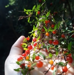 Coprosma quadrifida (Prickly Currant Bush, Native Currant) at South Hobart, TAS - 25 Mar 2022 by Detritivore