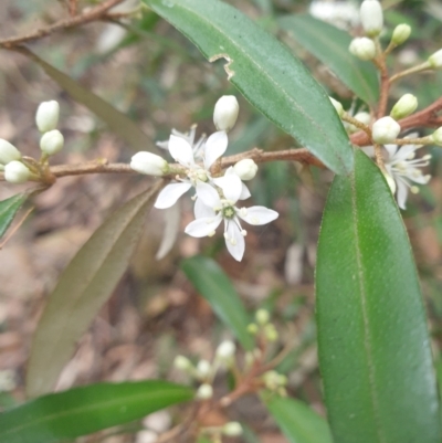 Nematolepis squamea (Satinwood) at Fern Tree, TAS - 12 Oct 2023 by Detritivore