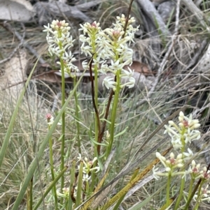 Stackhousia monogyna at Brindabella, NSW - 15 Oct 2023 02:12 PM