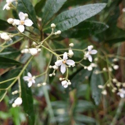 Zieria arborescens (Stinkwood) at Fern Tree, TAS - 12 Oct 2023 by Detritivore