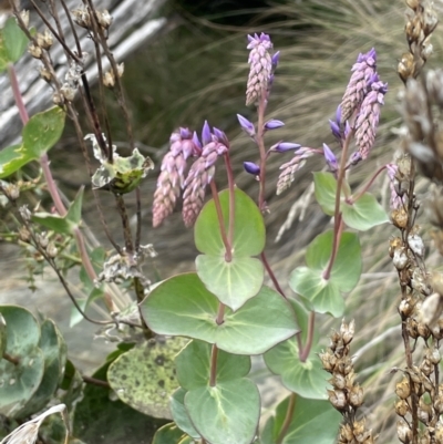 Veronica perfoliata (Digger's Speedwell) at Uriarra, NSW - 15 Oct 2023 by JaneR