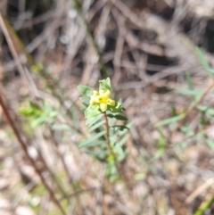 Pimelea pauciflora (Poison Rice Flower) at Tarraleah, TAS - 8 Oct 2023 by Detritivore