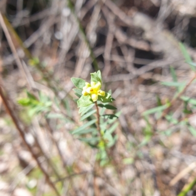 Pimelea pauciflora (Poison Rice Flower) at Tarraleah, TAS - 8 Oct 2023 by Detritivore