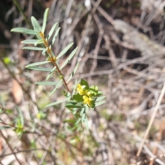 Pimelea pauciflora at Tarraleah, TAS - 8 Oct 2023 11:01 AM