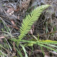 Blechnum neohollandicum (Prickly Rasp Fern) at Wyanbene, NSW - 15 Oct 2023 by MattM