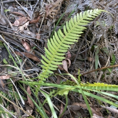 Blechnum neohollandicum (Prickly Rasp Fern) at Wyanbene, NSW - 15 Oct 2023 by MattM
