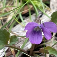 Viola betonicifolia (Mountain Violet) at Uriarra, NSW - 15 Oct 2023 by JaneR