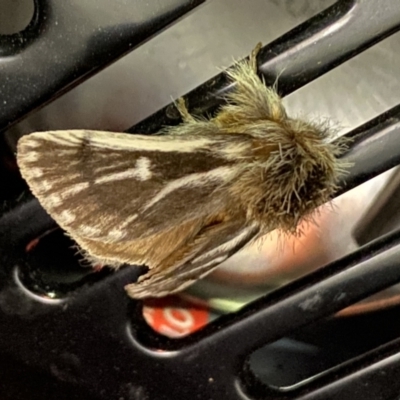 Ochrogaster lunifer at Piney Range, NSW - 14 Oct 2023 by RAllen