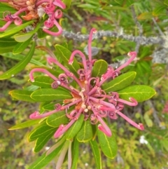 Telopea truncata (Tasmanian Waratah) at Wellington Park, TAS - 15 Mar 2023 by Detritivore