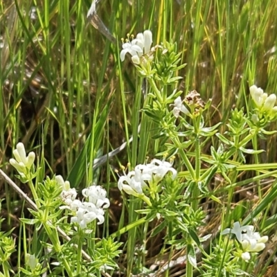 Asperula conferta (Common Woodruff) at The Pinnacle - 12 Oct 2023 by sangio7