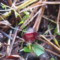 Corybas diemenicus at Crabtree, TAS - 8 Oct 2023 by Detritivore