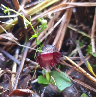 Corybas diemenicus at Crabtree, TAS - 8 Oct 2023 by Detritivore