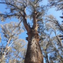 Eucalyptus delegatensis subsp. tasmaniensis (Gum-topped Stringybark) at Tarraleah, TAS - 8 Oct 2023 by Detritivore