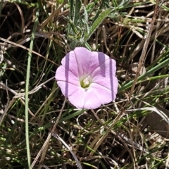 Convolvulus angustissimus subsp. angustissimus (Australian Bindweed) at Belconnen, ACT - 12 Oct 2023 by sangio7