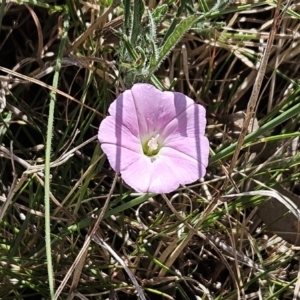 Convolvulus angustissimus subsp. angustissimus at Belconnen, ACT - 12 Oct 2023