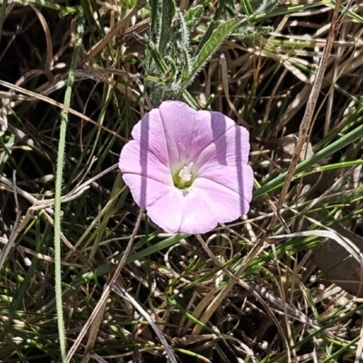 Convolvulus angustissimus subsp. angustissimus (Australian Bindweed) at The Pinnacle - 12 Oct 2023 by sangio7