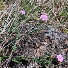 Convolvulus angustissimus subsp. angustissimus at Belconnen, ACT - 12 Oct 2023