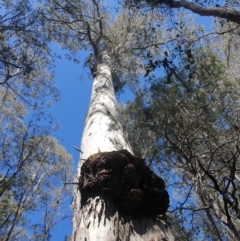 Eucalyptus viminalis (Ribbon Gum) at Bronte Park, TAS - 8 Oct 2023 by Detritivore