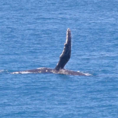 Megaptera novaeangliae (Humpback Whale) at Point Lookout, QLD - 11 Oct 2023 by TimL