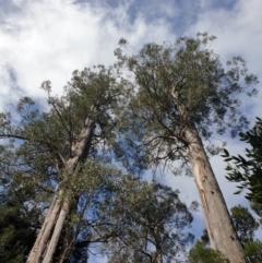 Eucalyptus regnans (Mountain Ash) at Geeveston, TAS - 17 Sep 2023 by Detritivore