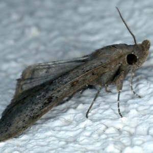 Rhapsa suscitatalis at Ainslie, ACT - 9 Oct 2023 09:11 PM