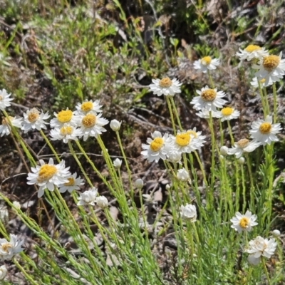 Rhodanthe anthemoides (Chamomile Sunray) at Belconnen, ACT - 12 Oct 2023 by sangio7