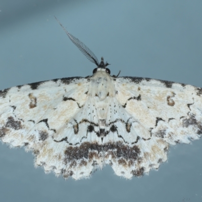 Sandava scitisignata (A noctuid moth) at Ainslie, ACT - 9 Oct 2023 by jb2602