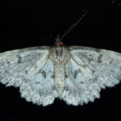 Sandava scitisignata at Ainslie, ACT - 9 Oct 2023