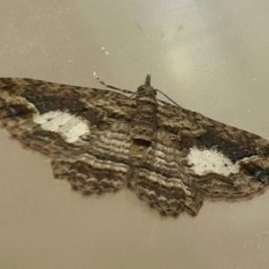 Pasiphilodes testulata at Hughes, ACT - 15 Oct 2023