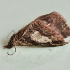 Pasiphilodes testulata at Hughes, ACT - 15 Oct 2023