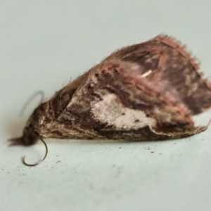 Pasiphilodes testulata at Hughes, ACT - 15 Oct 2023