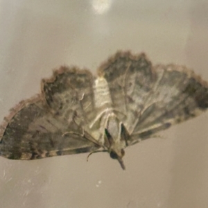 Pasiphilodes testulata at Hughes, ACT - 15 Oct 2023