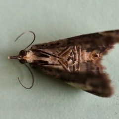 Pasiphilodes testulata at Hughes, ACT - 15 Oct 2023