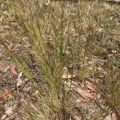 Austrostipa scabra (Corkscrew Grass, Slender Speargrass) at Flea Bog Flat to Emu Creek Corridor - 16 Oct 2023 by JohnGiacon