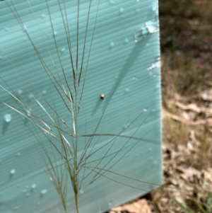 Austrostipa scabra at Belconnen, ACT - 16 Oct 2023