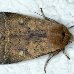 Diarsia intermixta (Chevron Cutworm, Orange Peel Moth.) at Ainslie, ACT - 9 Oct 2023 by jb2602