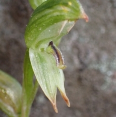 Pterostylis macilenta at Bellfield, VIC - 16 Oct 2023 by AnneG1