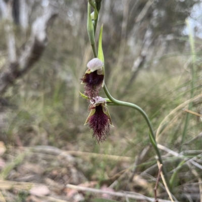 Calochilus platychilus (Purple Beard Orchid) at Canberra Central, ACT - 14 Oct 2023 by dgb900