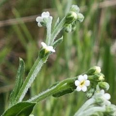 Hackelia suaveolens (Sweet Hounds Tongue) at The Pinnacle - 15 Oct 2023 by sangio7