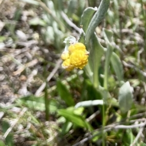 Chrysocephalum apiculatum at Wamboin, NSW - 8 Oct 2023