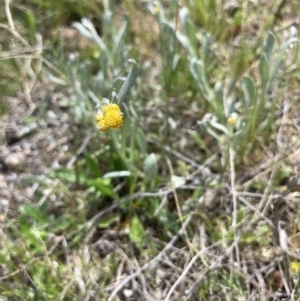 Chrysocephalum apiculatum at Wamboin, NSW - 8 Oct 2023