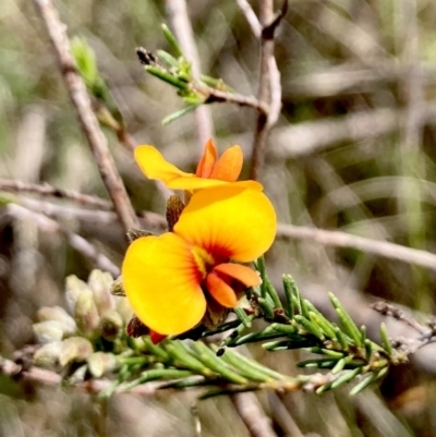 Dillwynia sericea (Egg And Bacon Peas) at Wamboin, NSW - 8 Oct 2023 by Komidar