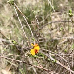 Dillwynia sericea at Wamboin, NSW - 8 Oct 2023