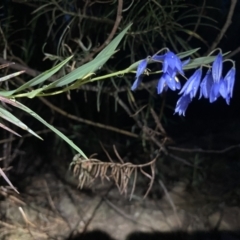 Stypandra glauca (Nodding Blue Lily) at Kowen, ACT - 12 Oct 2023 by Komidar