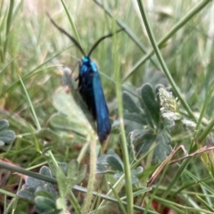 Pollanisus (genus) at Wamboin, NSW - 16 Oct 2023