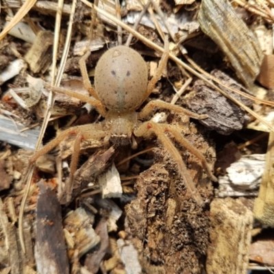 Neosparassus sp. (genus) (Badge huntsman) at Penrose, NSW - 14 Oct 2023 by Aussiegall