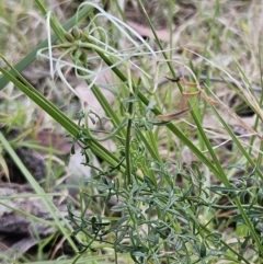 Clematis leptophylla (Small-leaf Clematis, Old Man's Beard) at Belconnen, ACT - 15 Oct 2023 by sangio7